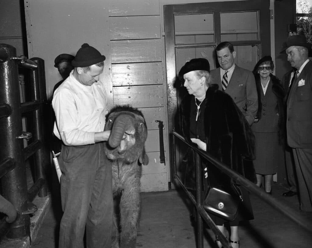 1949. Julie Penrose Zoo baby elephant (6)_Courtesy of The Broadmoor Archives