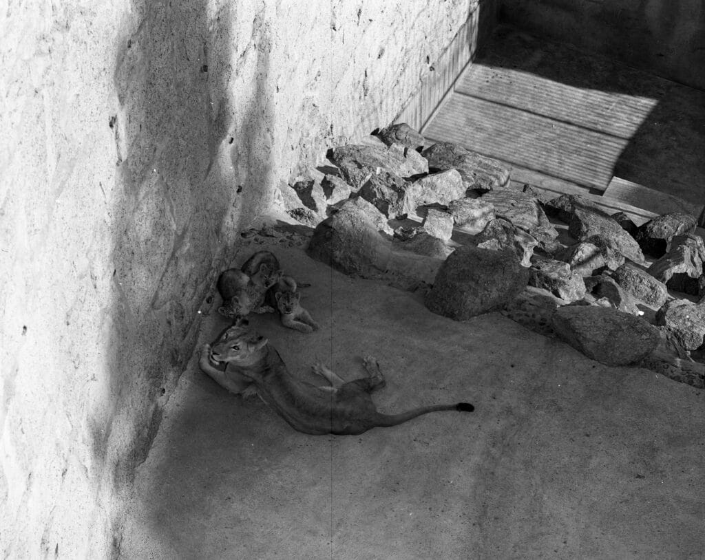 1956 Jan 7 lion and cub in pits zoo (4)