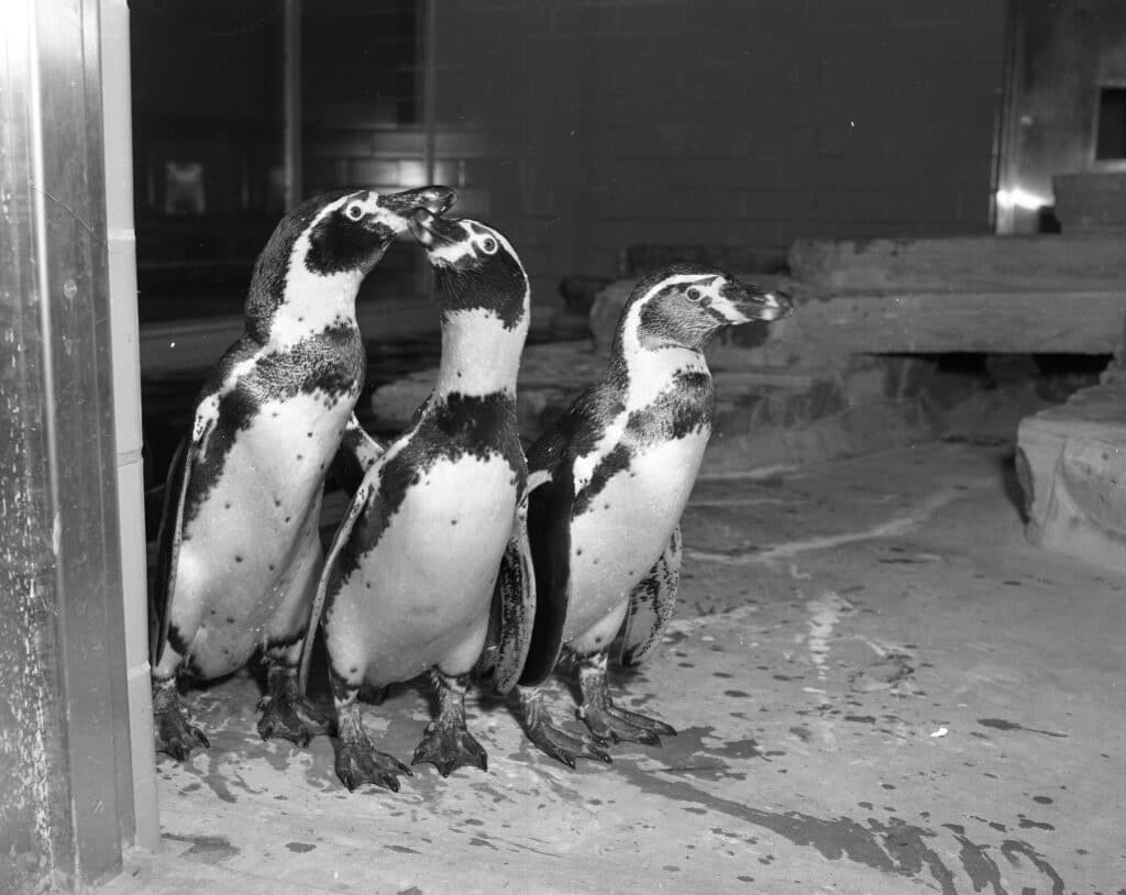 1956 July 27 snake and penguins zoo (4)