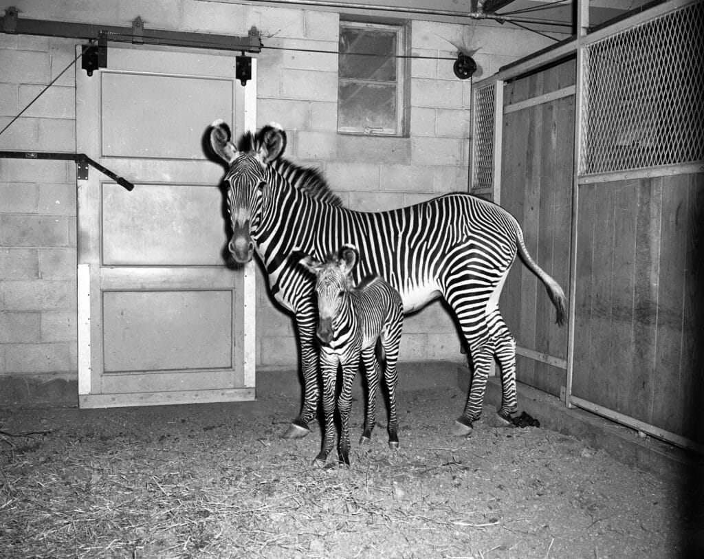 1957 April 26 Zebra and baby zoo (4)